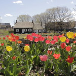View of tulips blooming in the spring at the Wyckoff farmhouse