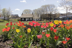 View of tulips blooming in the spring at the Wyckoff farmhouse