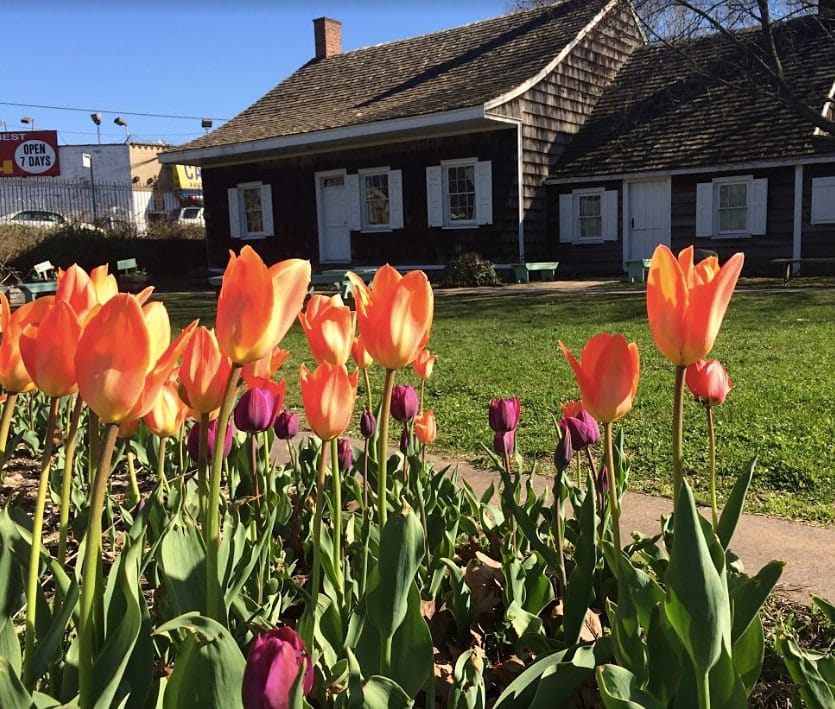 The Wyckoff House Museum in the background with pink and orange tulips in the foreground.